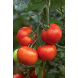 Plantes de tomates BIO