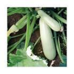 BIO Zucchini Pflanzen