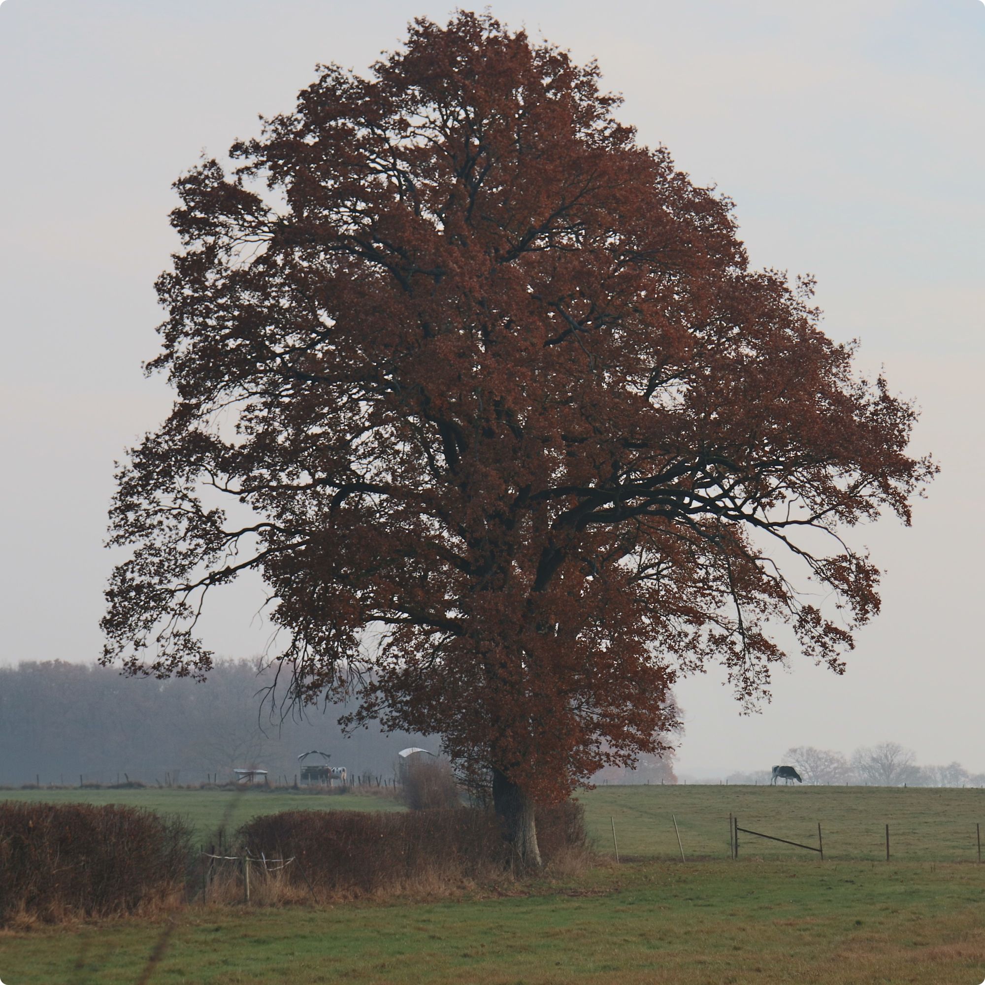 tree_gringgo tree_gringgo