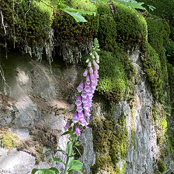 nature_gringgo nature_gringgo